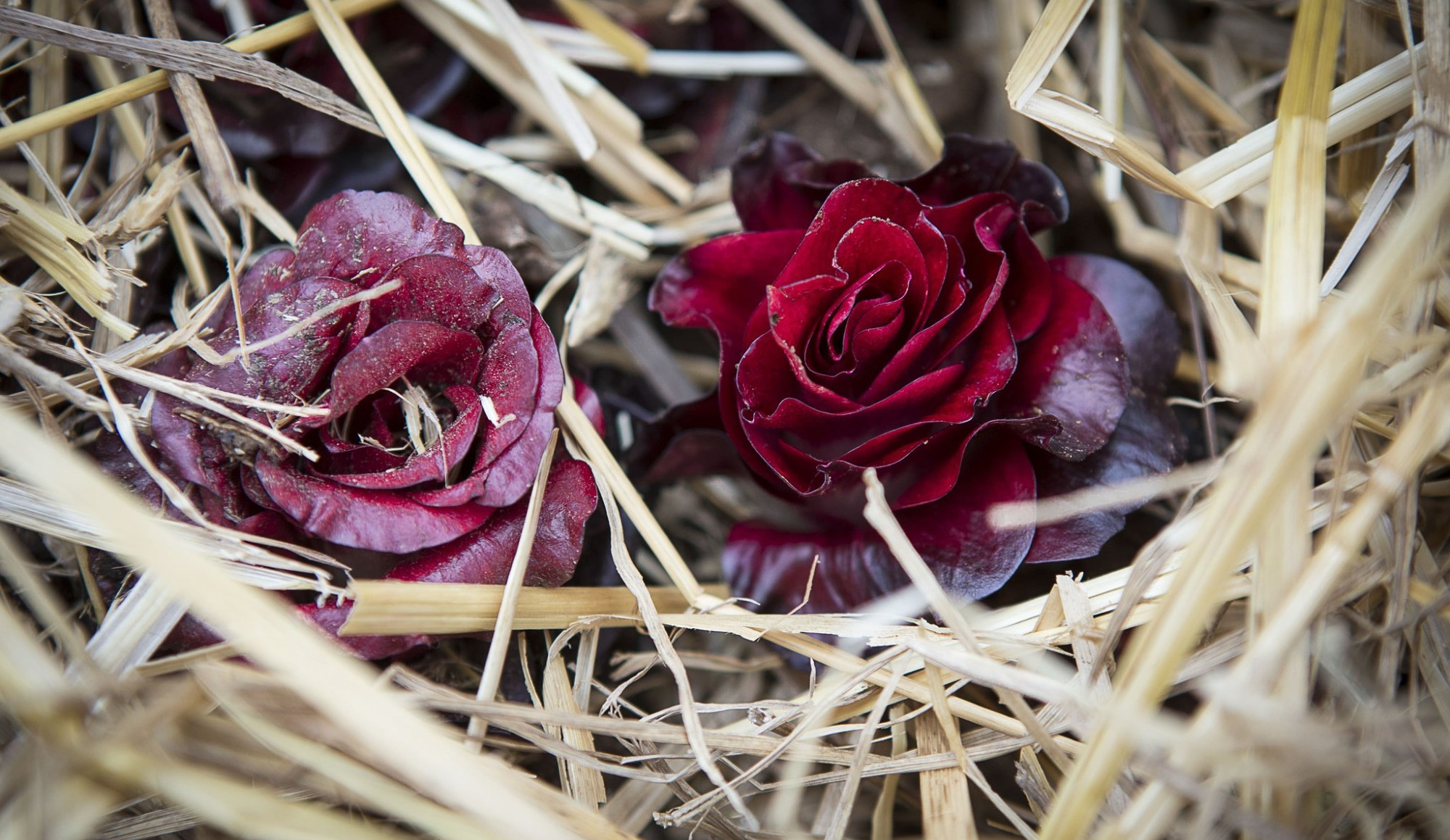 Radicchio rosso, l'elisir invernale di lunga vita